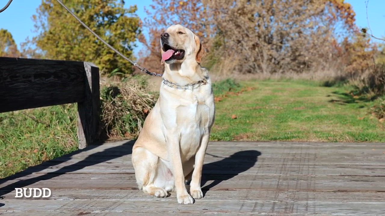 Enlarge Air Bud (Bud), a Adoptable mixed breed in Clarinda, IA video 6/6