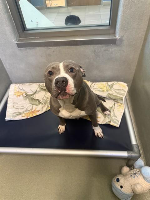 DOMINO, Adoptable, Adult Male American Staffordshire Terrier.
