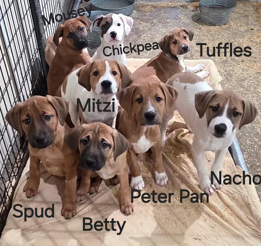 Peter Pan thumbnail 2