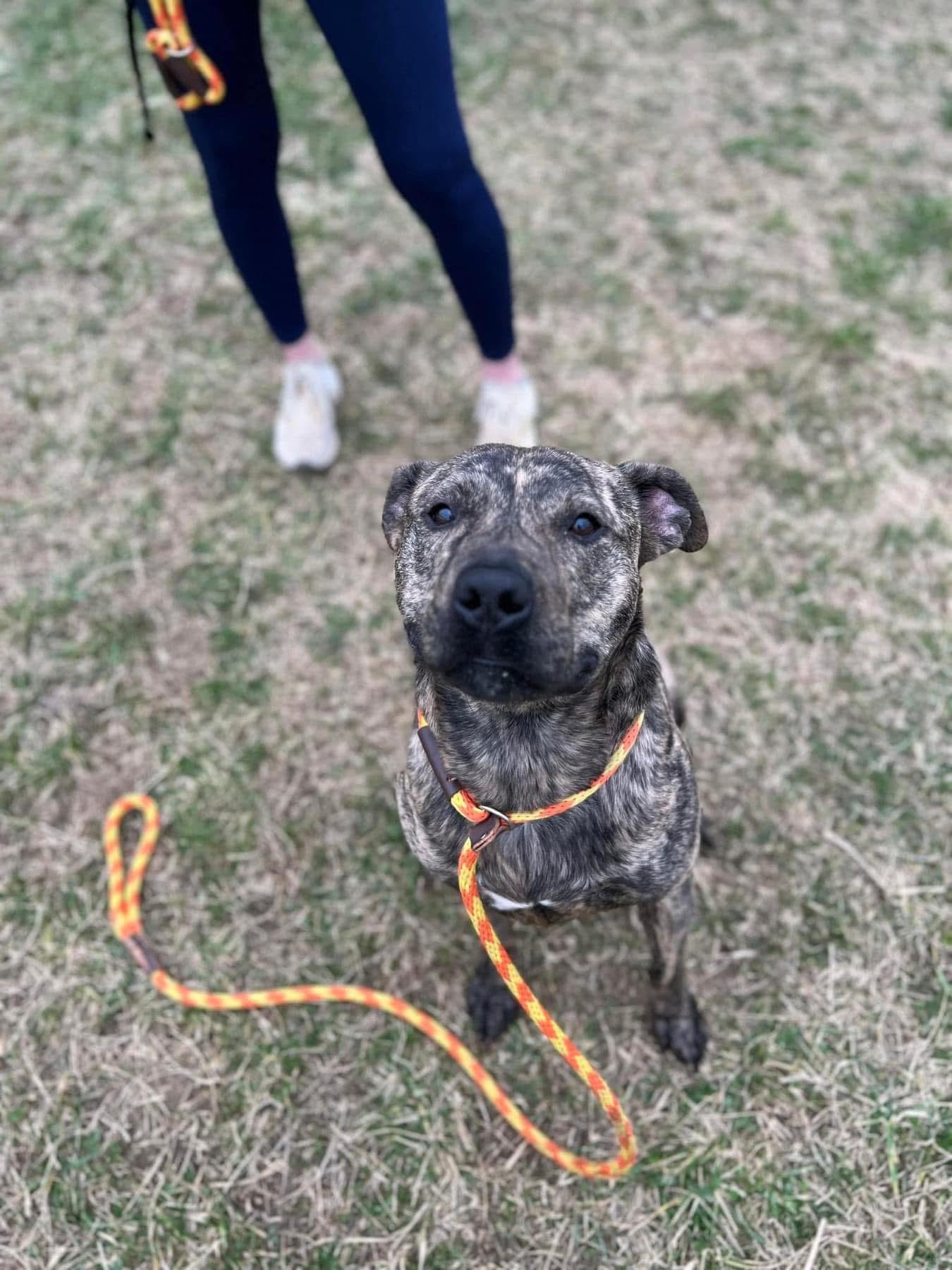 Bumblebee, Adult Male Mixed Breed