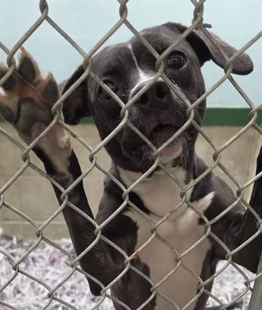 SHADOW, Adoptable, Young Female Pit Bull Terrier & Mixed Breed.