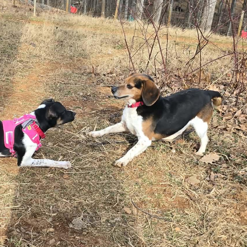 Enlarge Biscuit, a ADOPTABLE Beagle in Stoughton, MA image 4/5