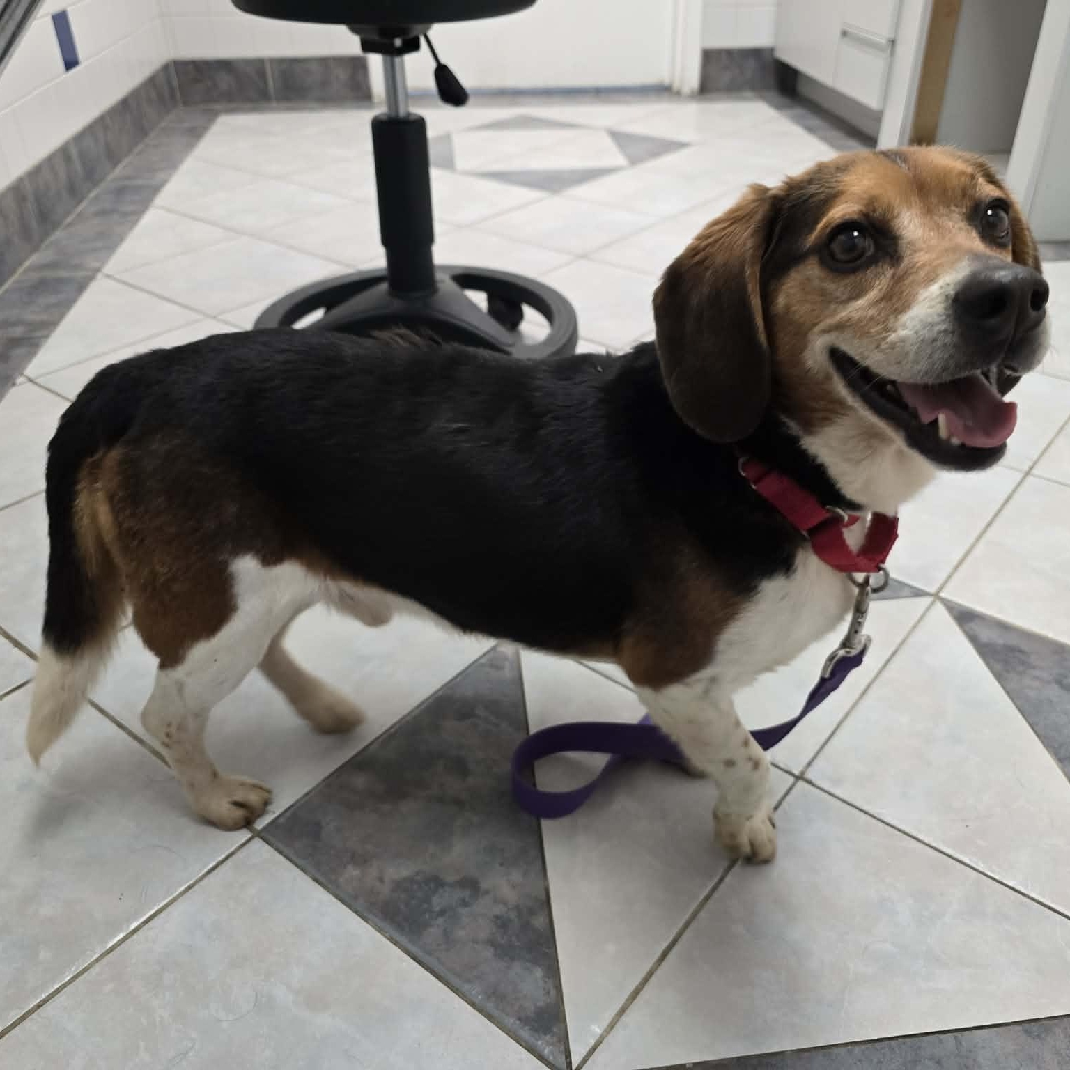 Enlarge Biscuit, a ADOPTABLE Beagle in Stoughton, MA image 2/5