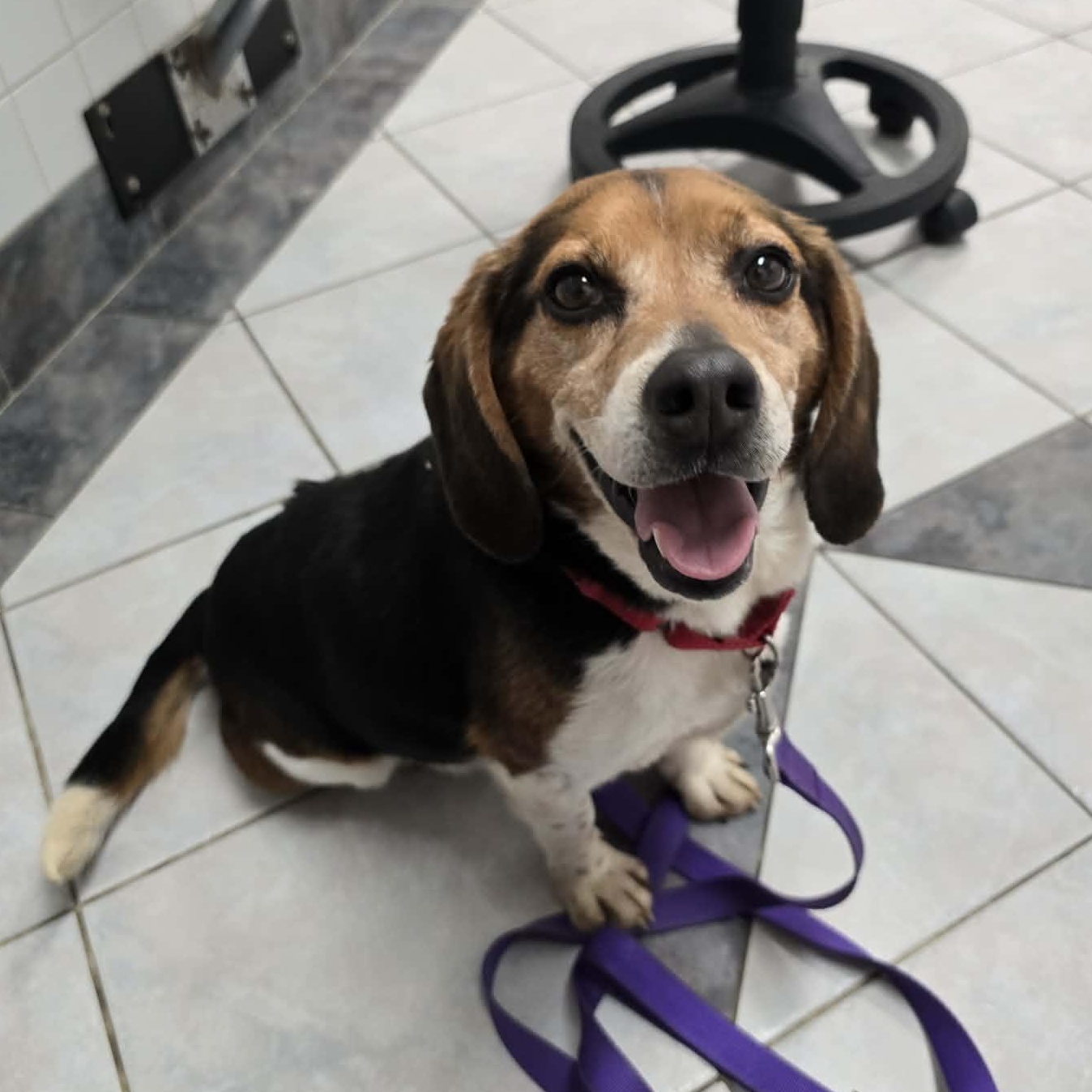 Biscuit, ADOPTABLE, Adult Male Beagle.
