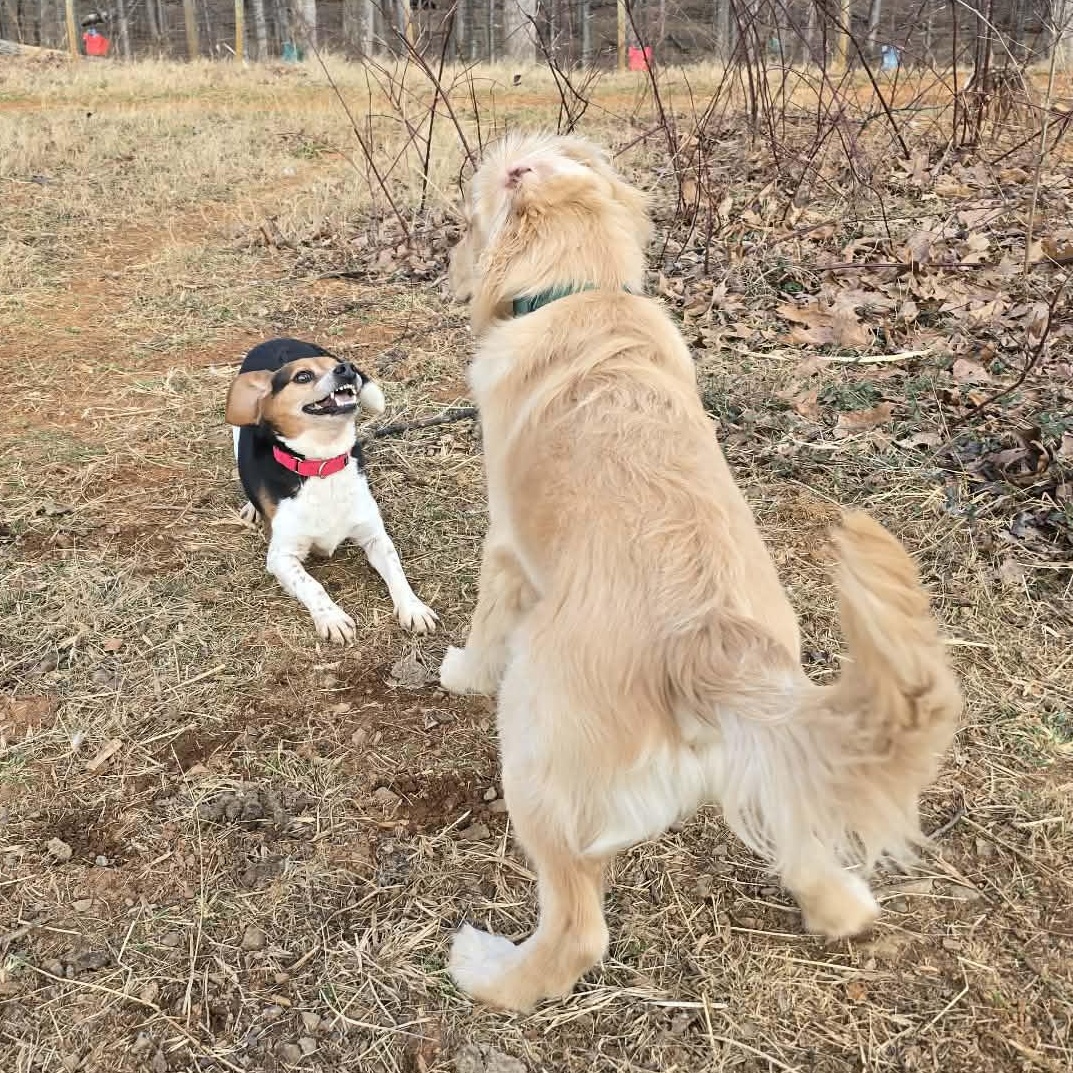 Enlarge Biscuit, a ADOPTABLE Beagle in Stoughton, MA image 5/5