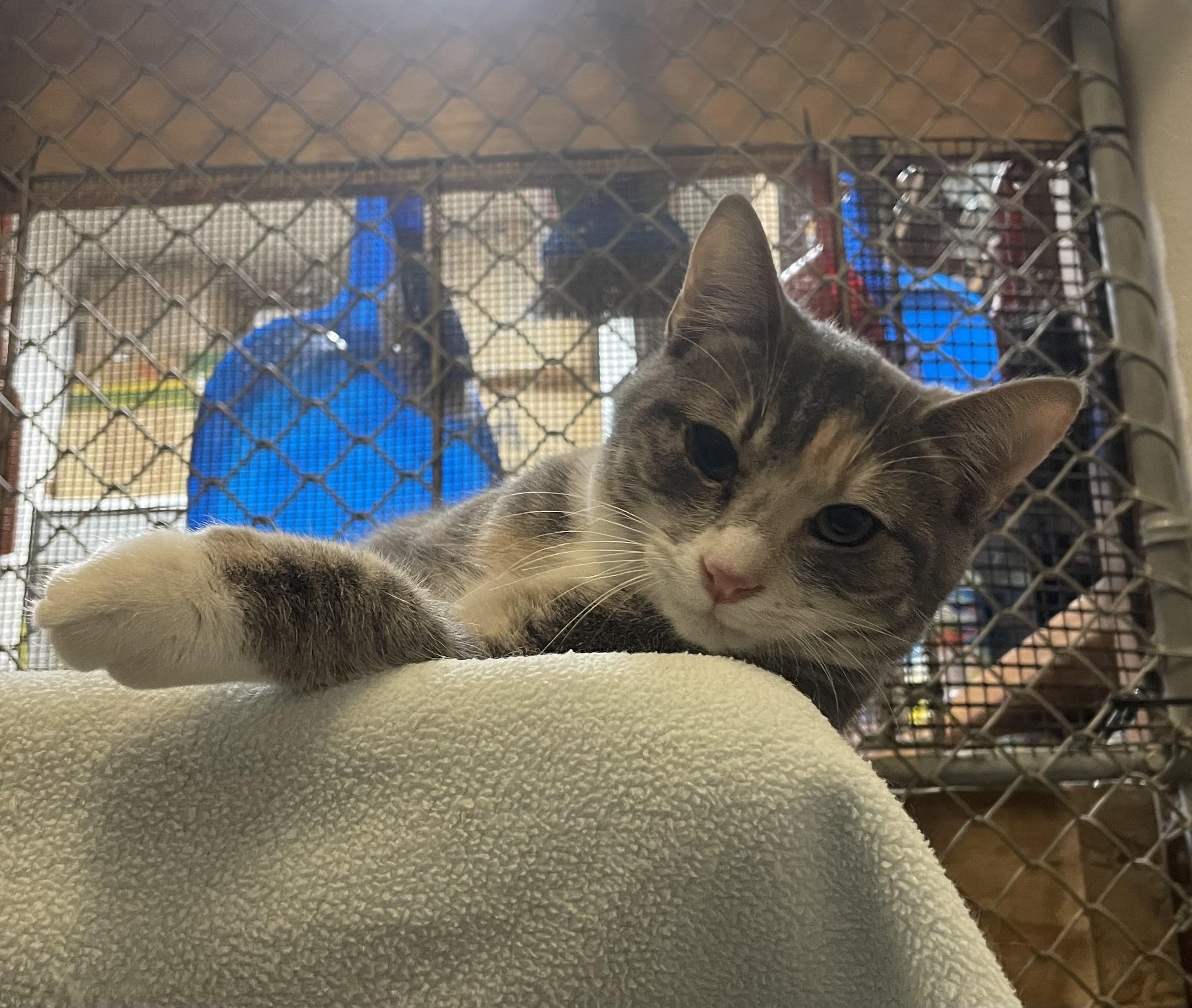 Enlarge Luxor, a Adoptable mixed breed in Stanwood, WA image 4/5