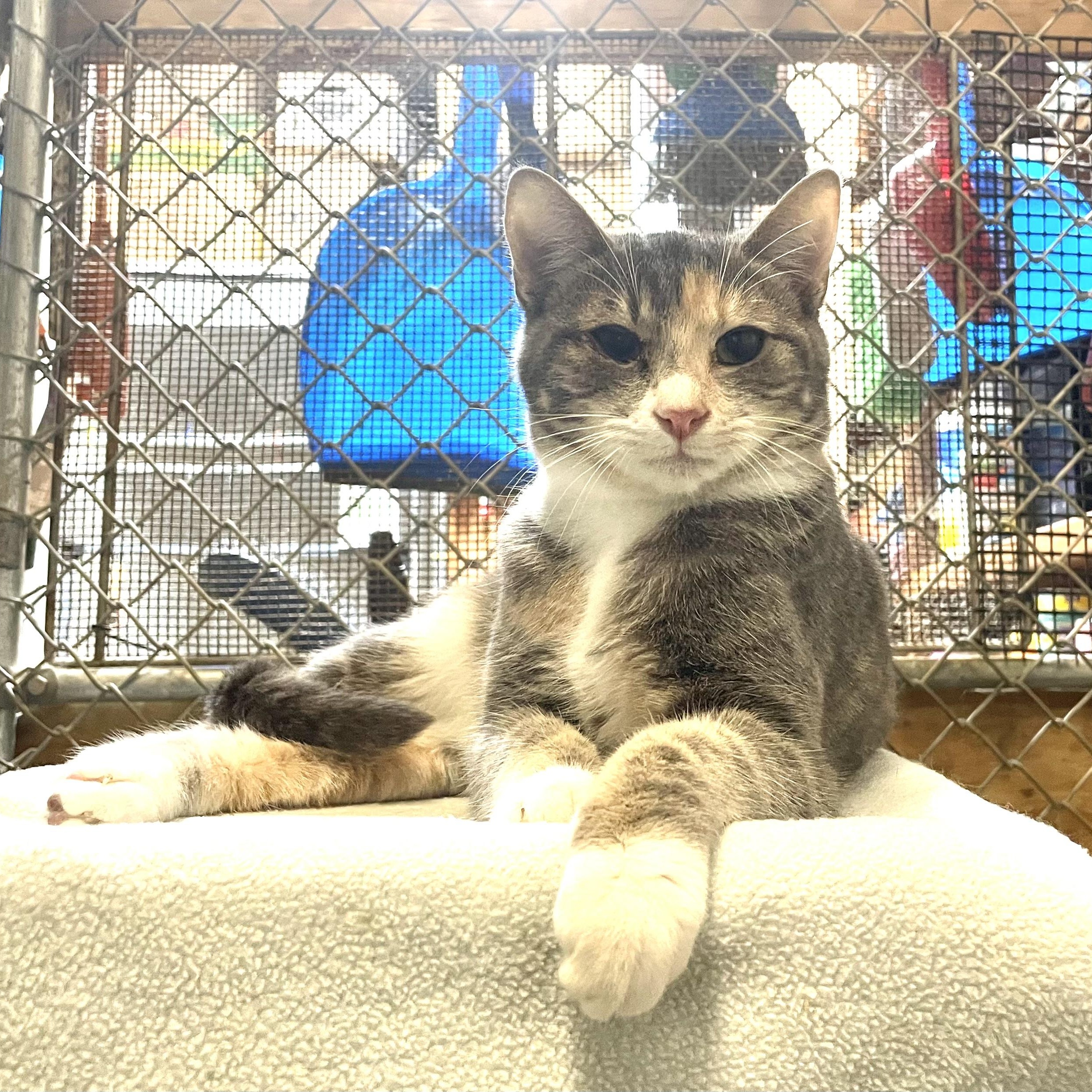 Enlarge Luxor, a Adoptable mixed breed in Stanwood, WA image 1/5