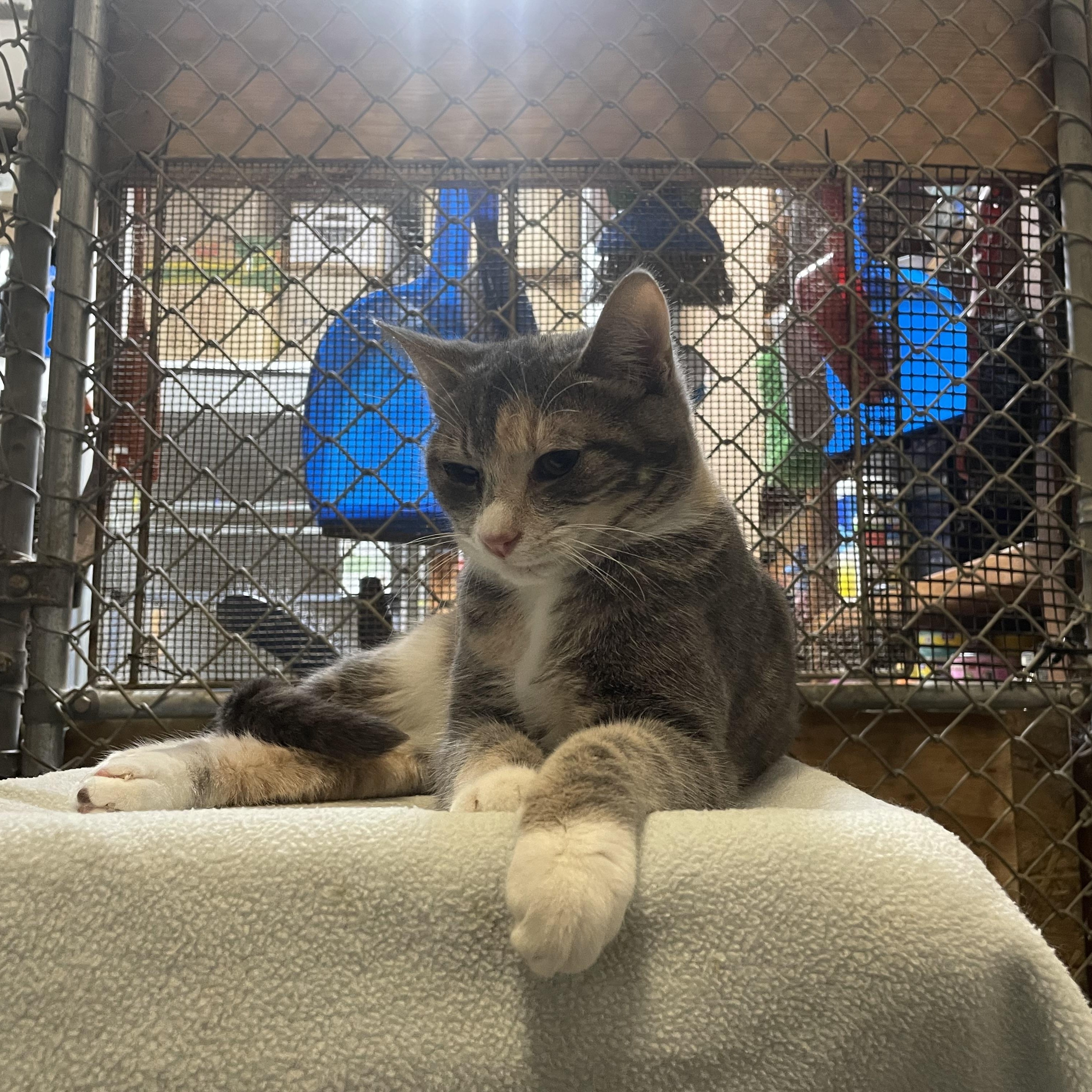 Enlarge Luxor, a Adoptable mixed breed in Stanwood, WA image 5/5