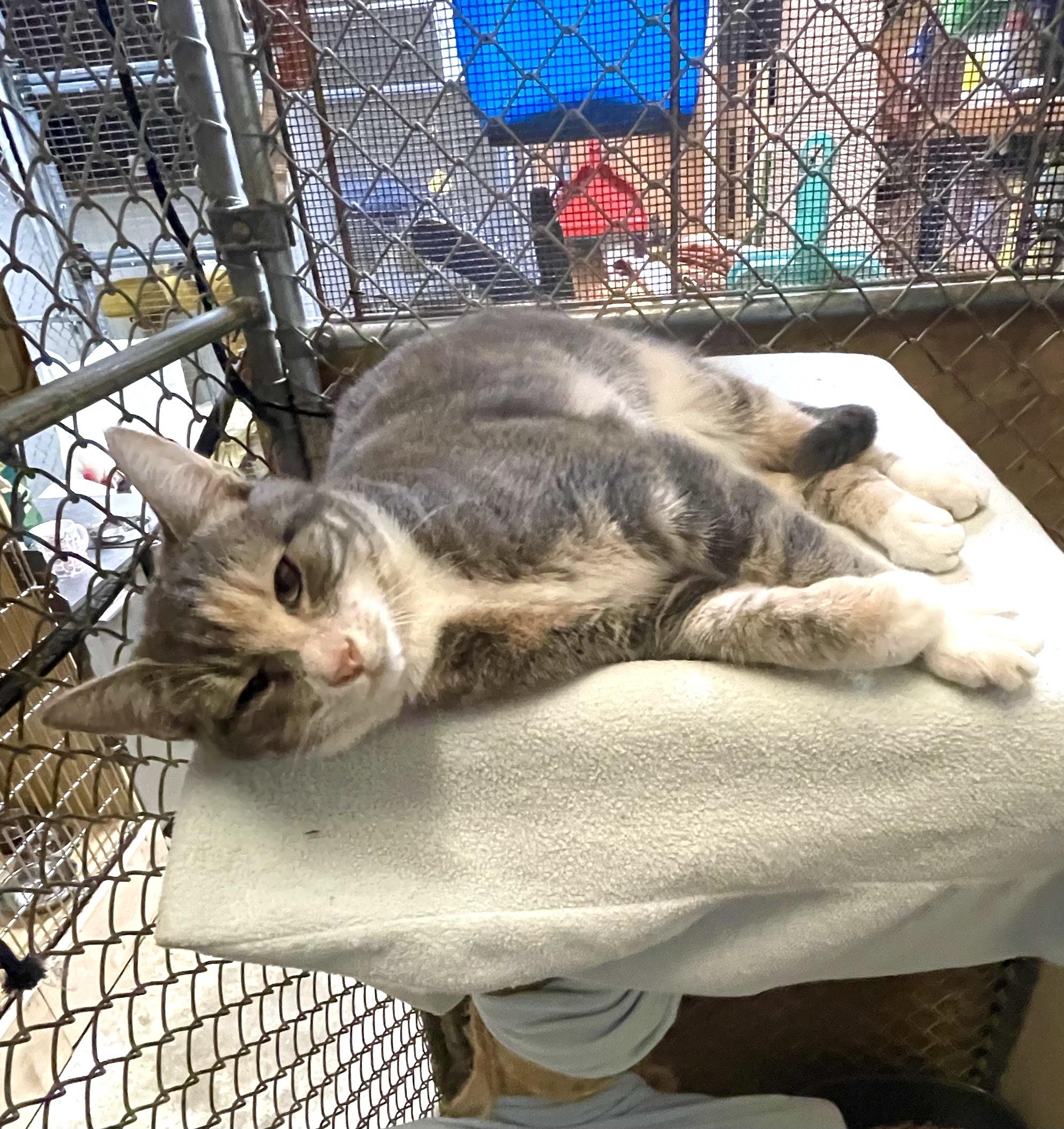 Enlarge Luxor, a Adoptable mixed breed in Stanwood, WA image 3/5