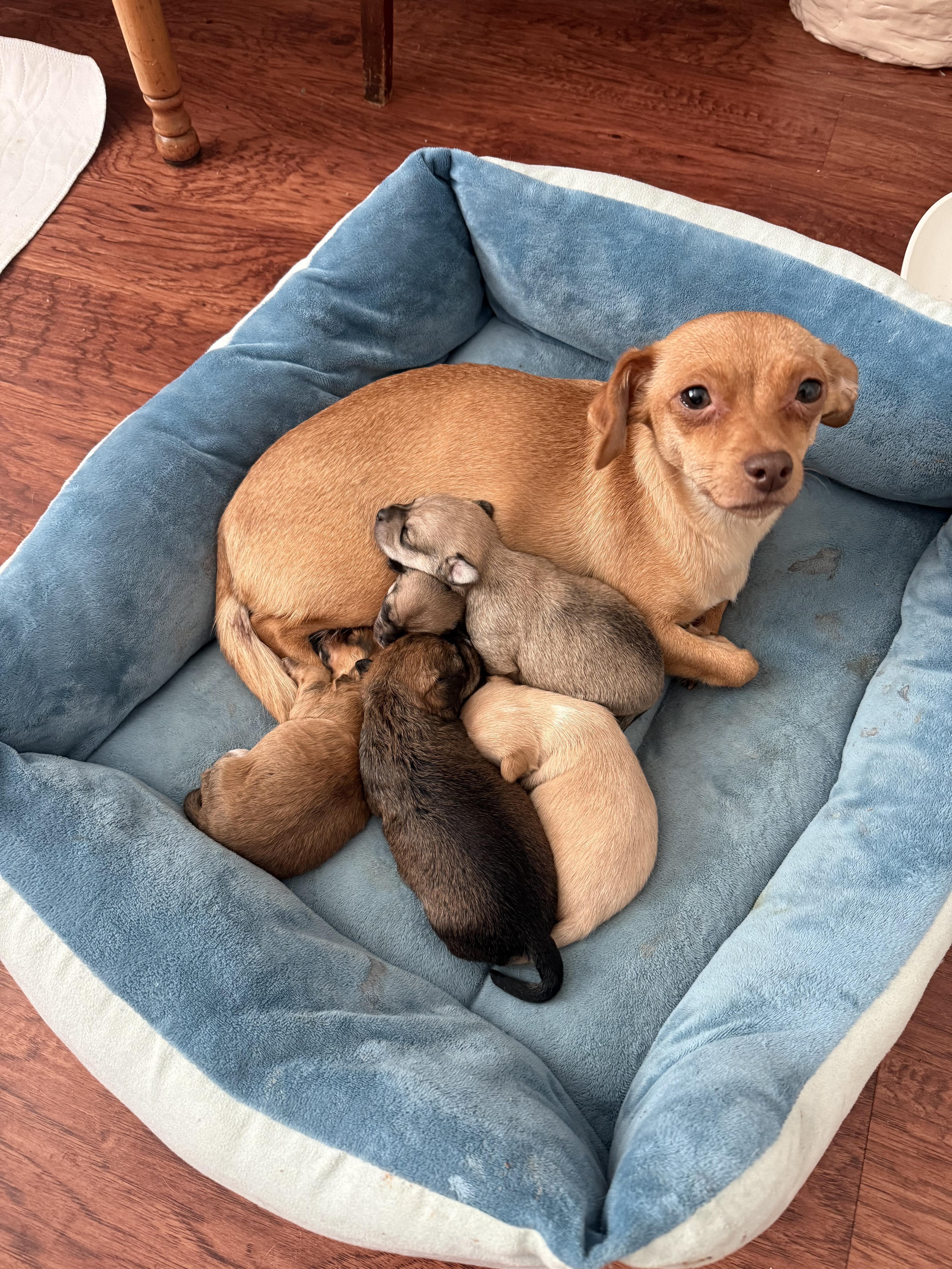 Enlarge Summer, a ADOPTABLE mixed breed in Huntington Beach, CA image 5/6