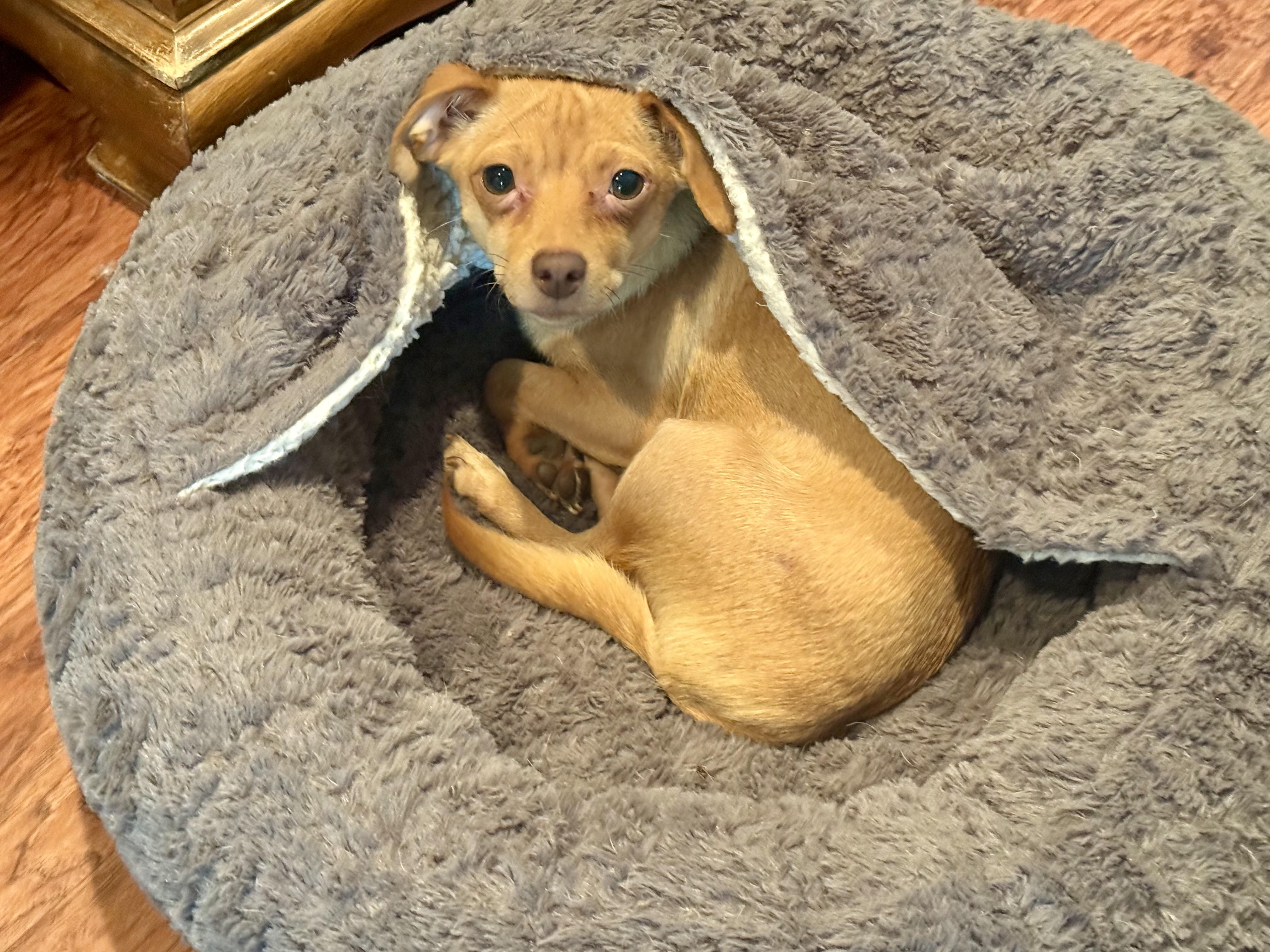 Enlarge Summer, a ADOPTABLE mixed breed in Huntington Beach, CA image 1/6