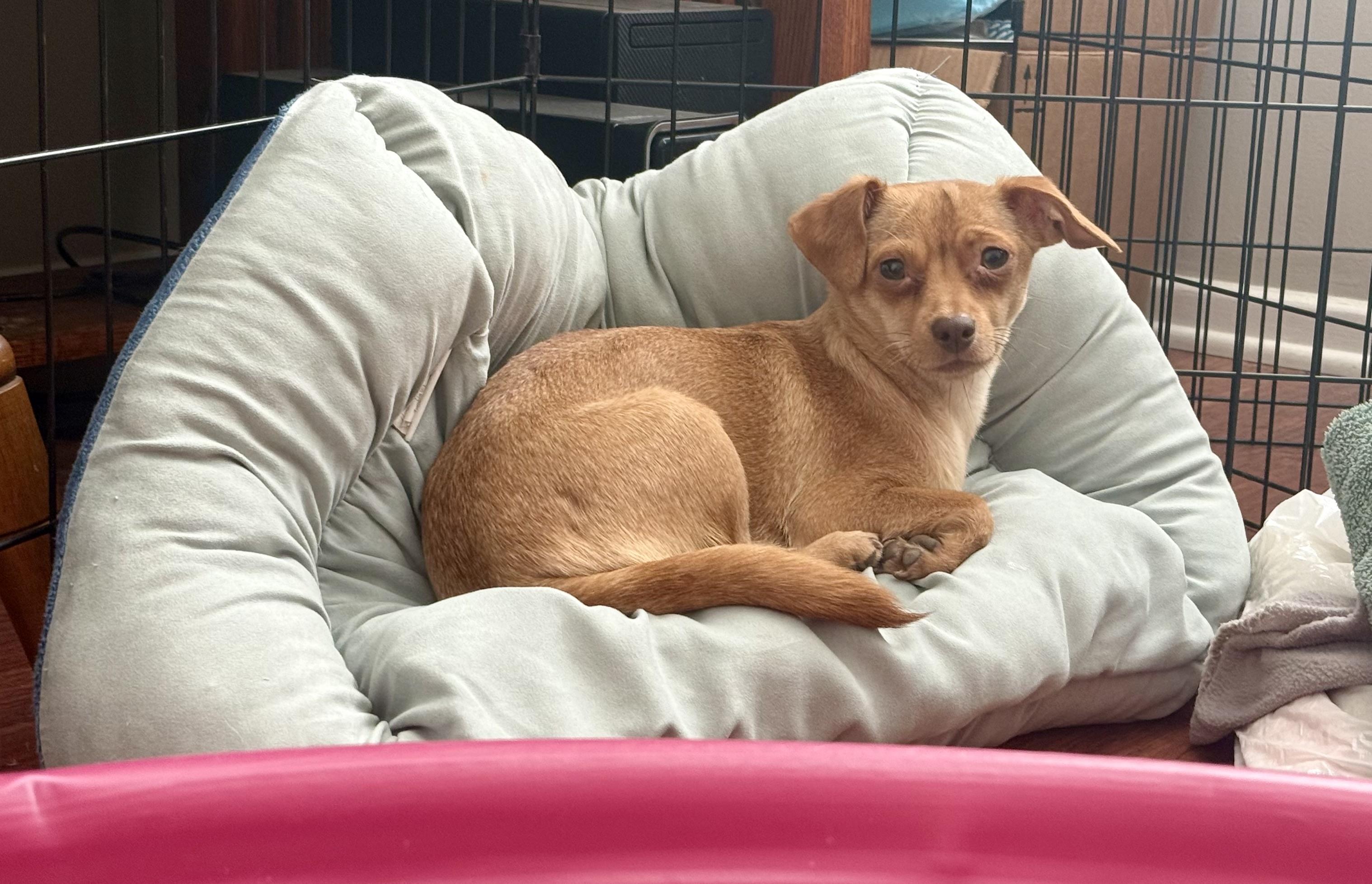 Enlarge Summer, a ADOPTABLE mixed breed in Huntington Beach, CA image 4/6