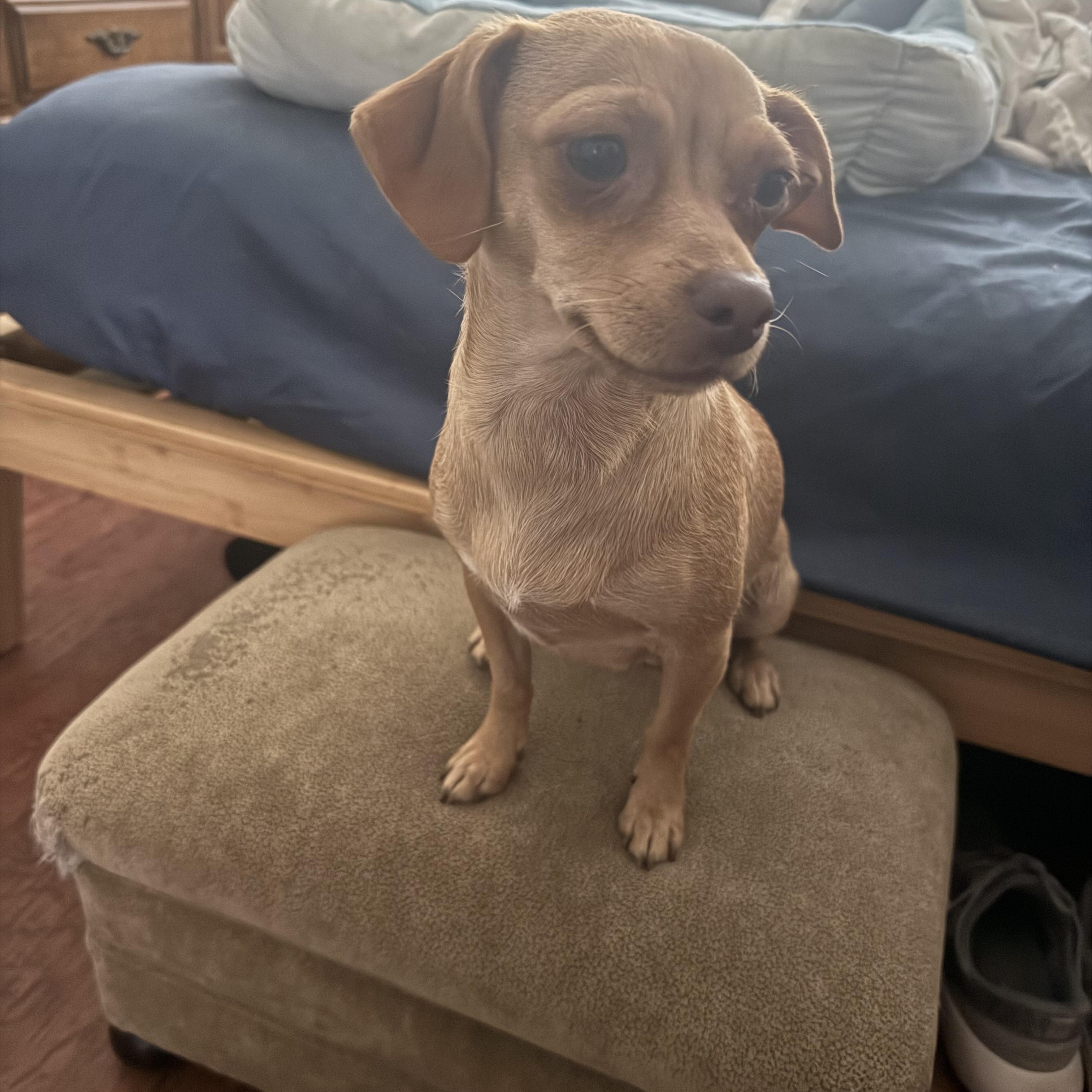 Enlarge Summer, a ADOPTABLE mixed breed in Huntington Beach, CA image 2/6