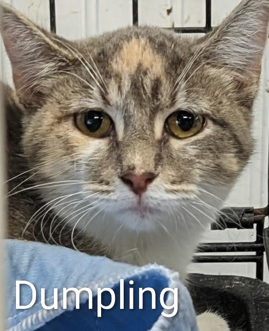 Enlarge Dumpling, a Adoptable Domestic Short Hair in Colfax, IA image 1/1