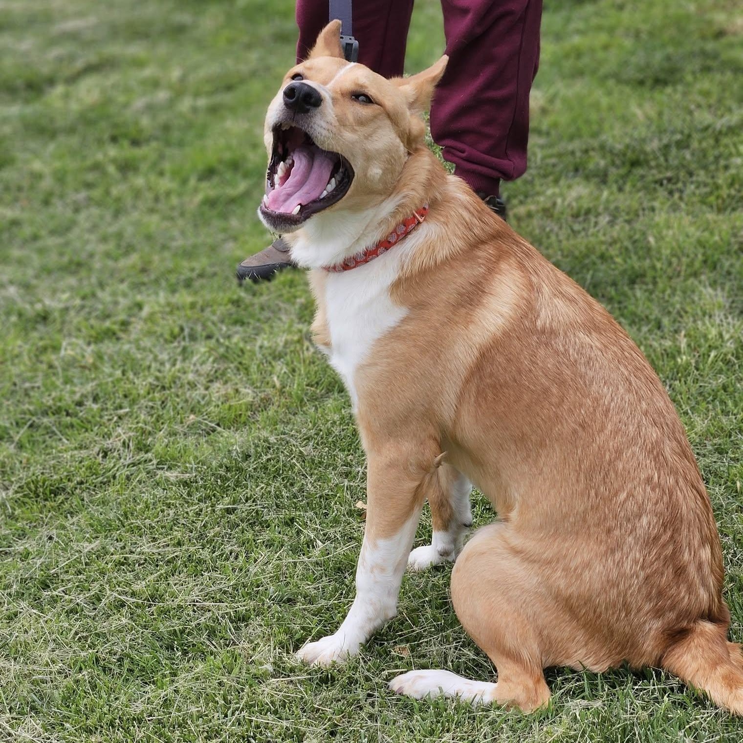 Joan, Adoptable, Adult Female Australian Cattle Dog / Blue Heeler & Basenji.