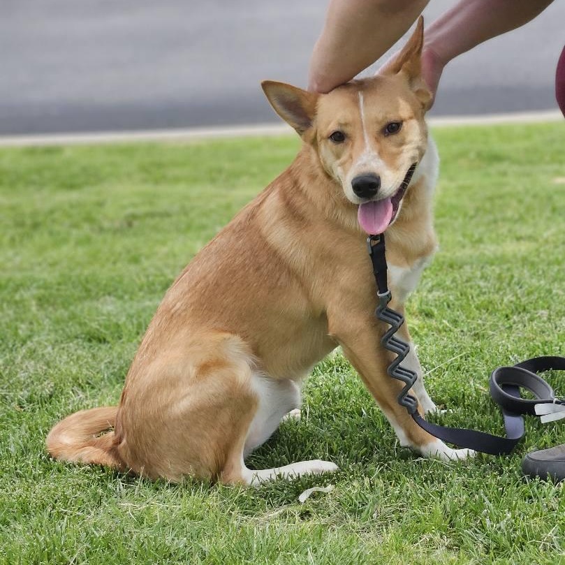 Joan, a Adoptable mixed breed in Broken Arrow, OK image 5/5