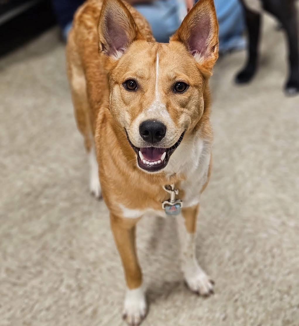 Joan, a Adoptable mixed breed in Broken Arrow, OK image 1/5