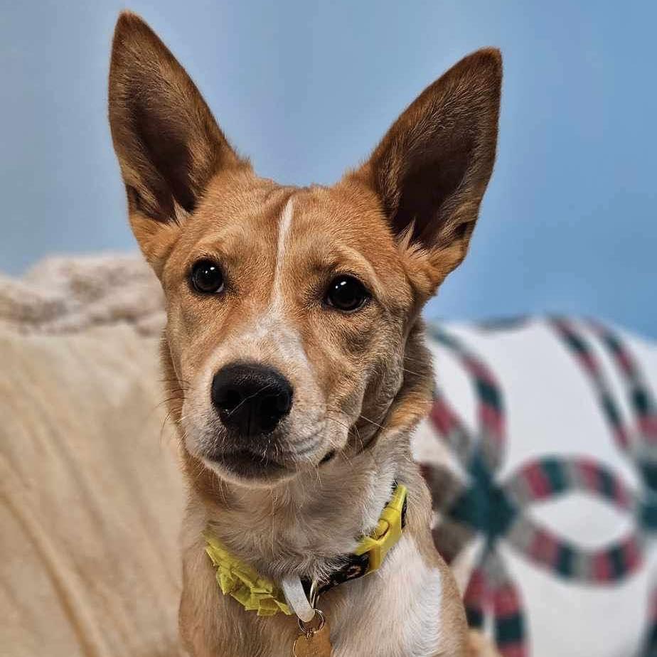 Joan, a Adoptable mixed breed in Broken Arrow, OK image 3/5