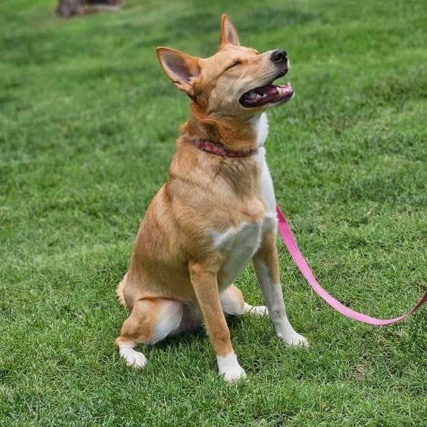 Joan, an adoptable Australian Cattle Dog / Blue Heeler, Basenji in Broken Arrow, OK, 74012 | Photo Image 4