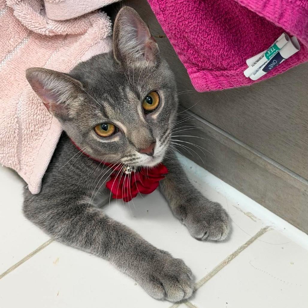 Tadpole, Adoptable, Kitten Female Domestic Short Hair.