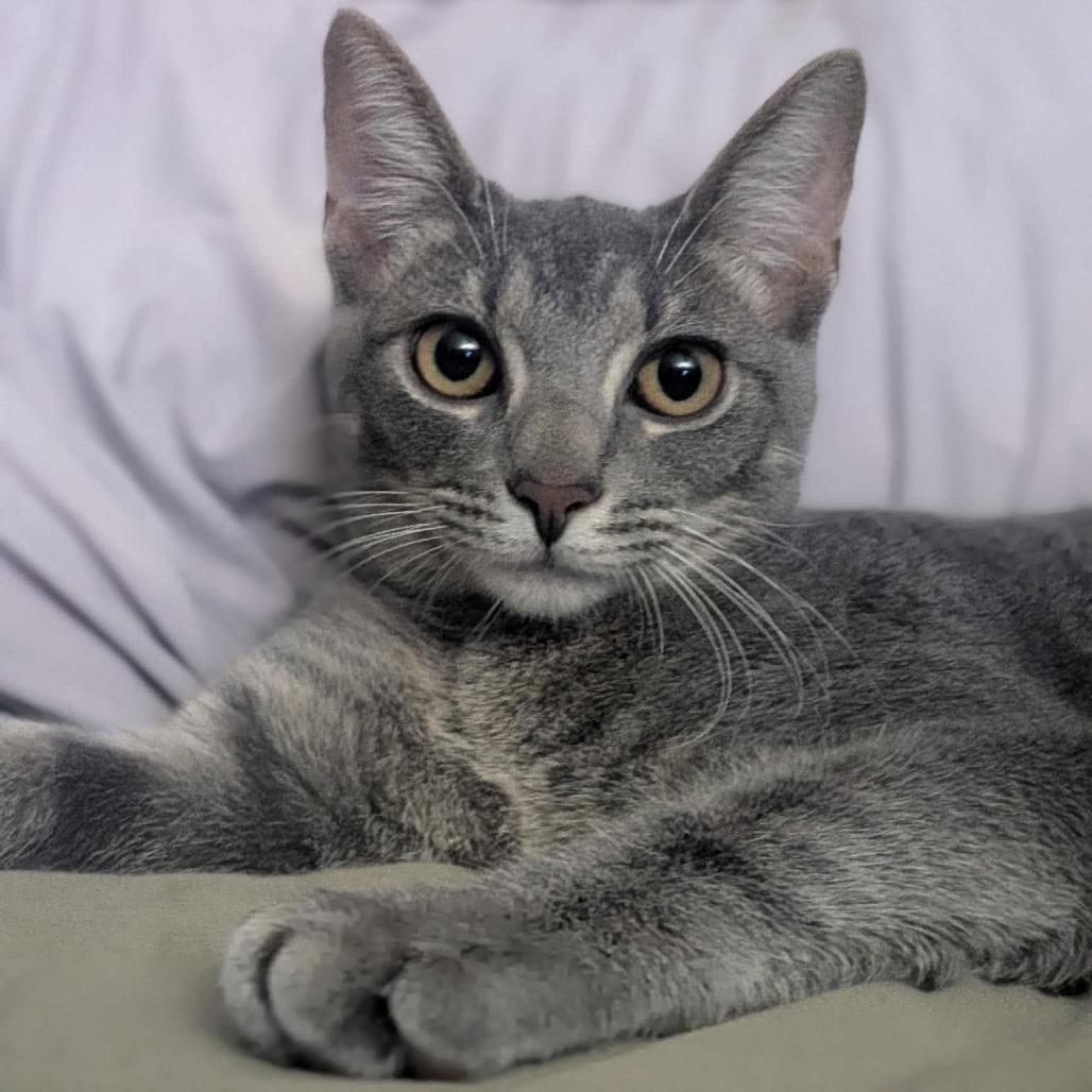 Enlarge Tadpole, a Adoptable Domestic Short Hair in Jarrettsville, MD image 2/6