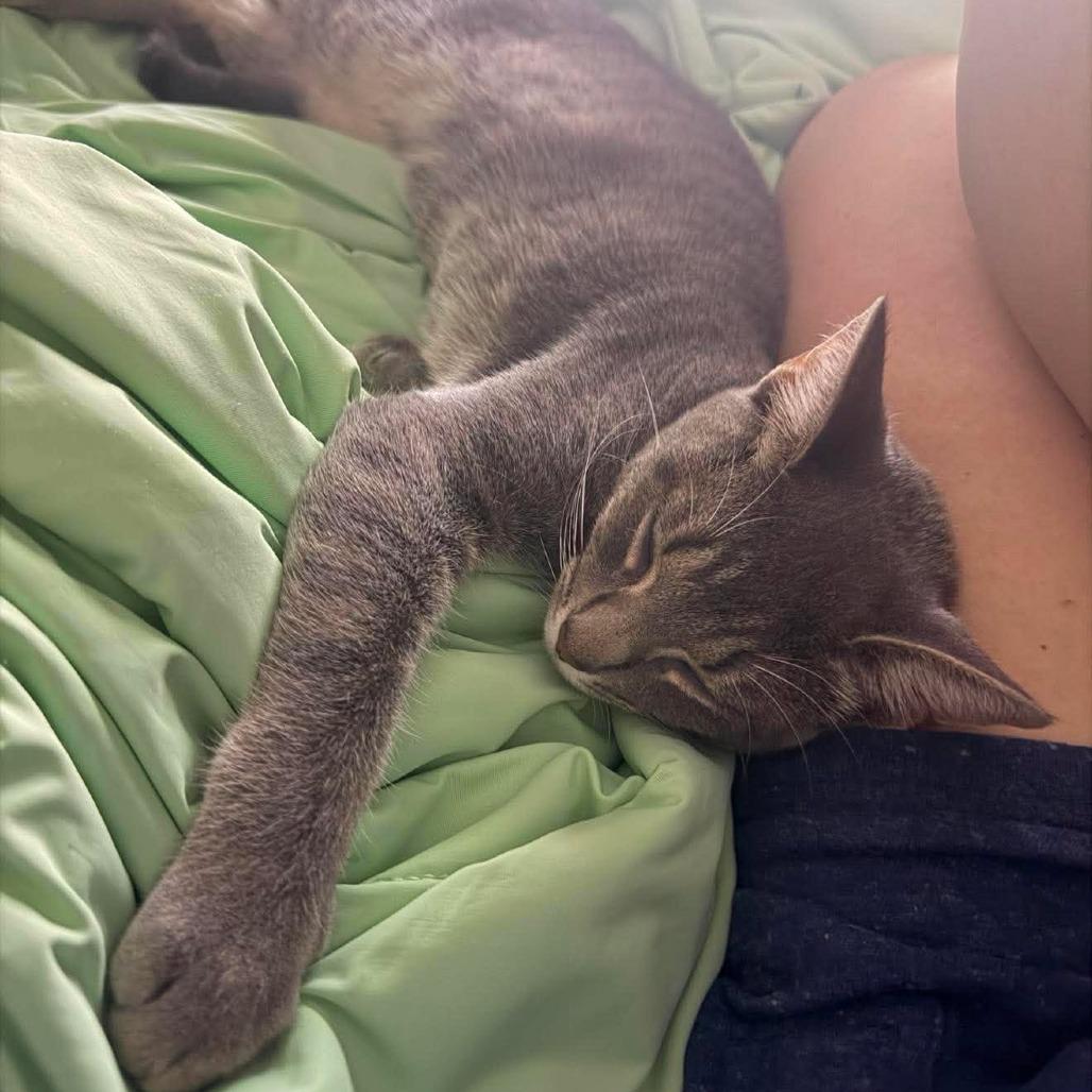 Enlarge Tadpole, a Adoptable Domestic Short Hair in Jarrettsville, MD image 3/6