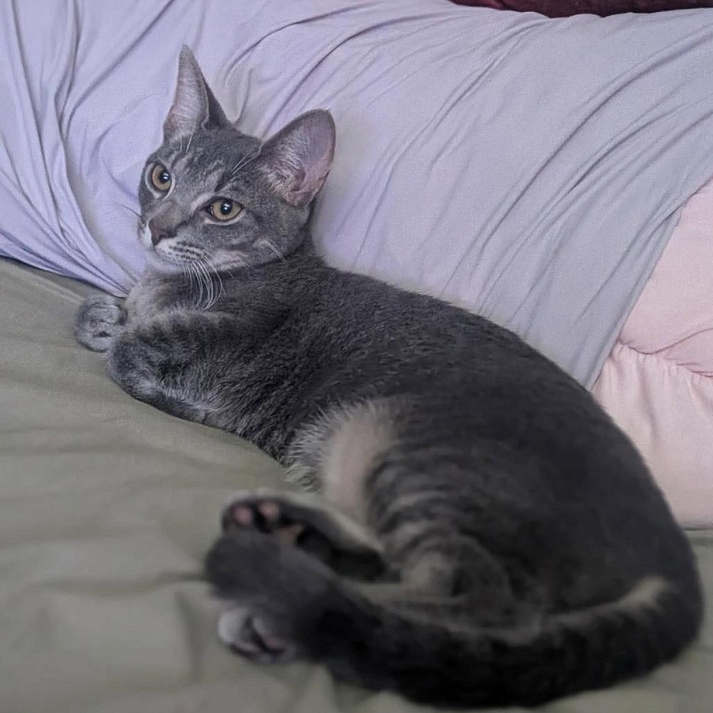 Enlarge Tadpole, a Adoptable Domestic Short Hair in Jarrettsville, MD image 4/6