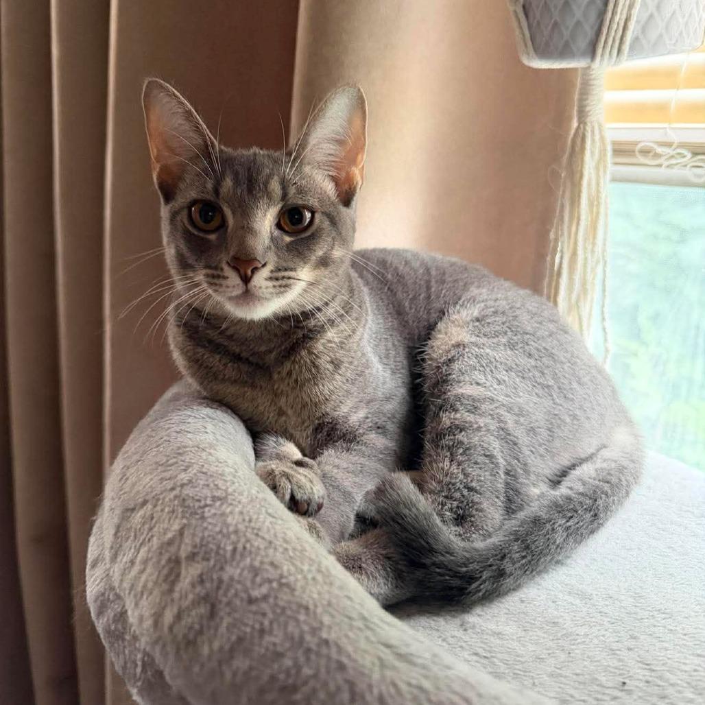Enlarge Tadpole, a Adoptable Domestic Short Hair in Jarrettsville, MD image 5/6