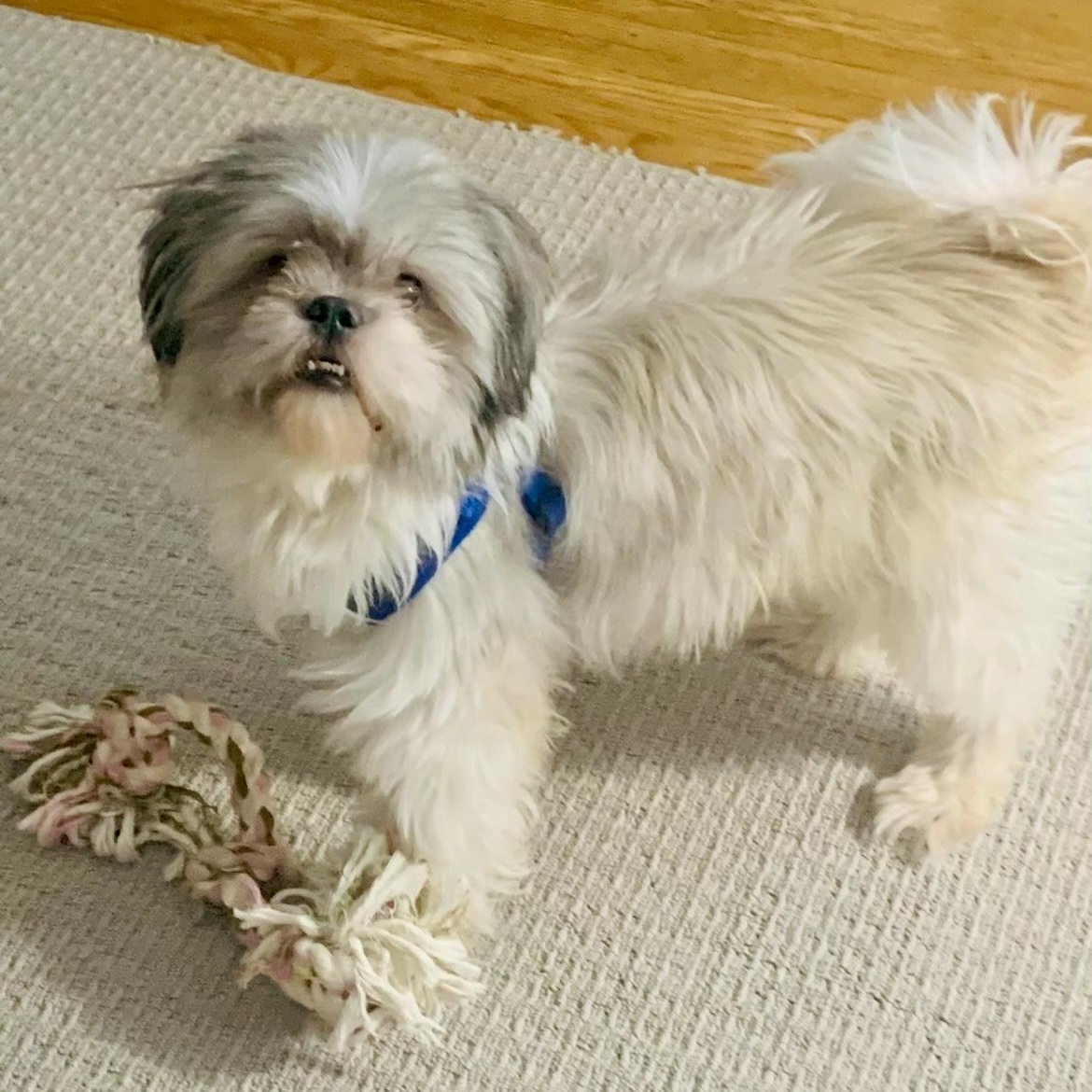 Fabio, Adoptable, Adult Male Shih Tzu.