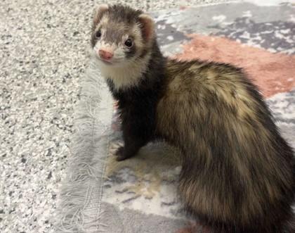 Enlarge Beatrice, a Adoptable Ferret in Boulder, CO image 1/2