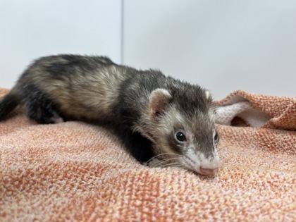 Enlarge Beatrice, a Adoptable Ferret in Boulder, CO image 2/2