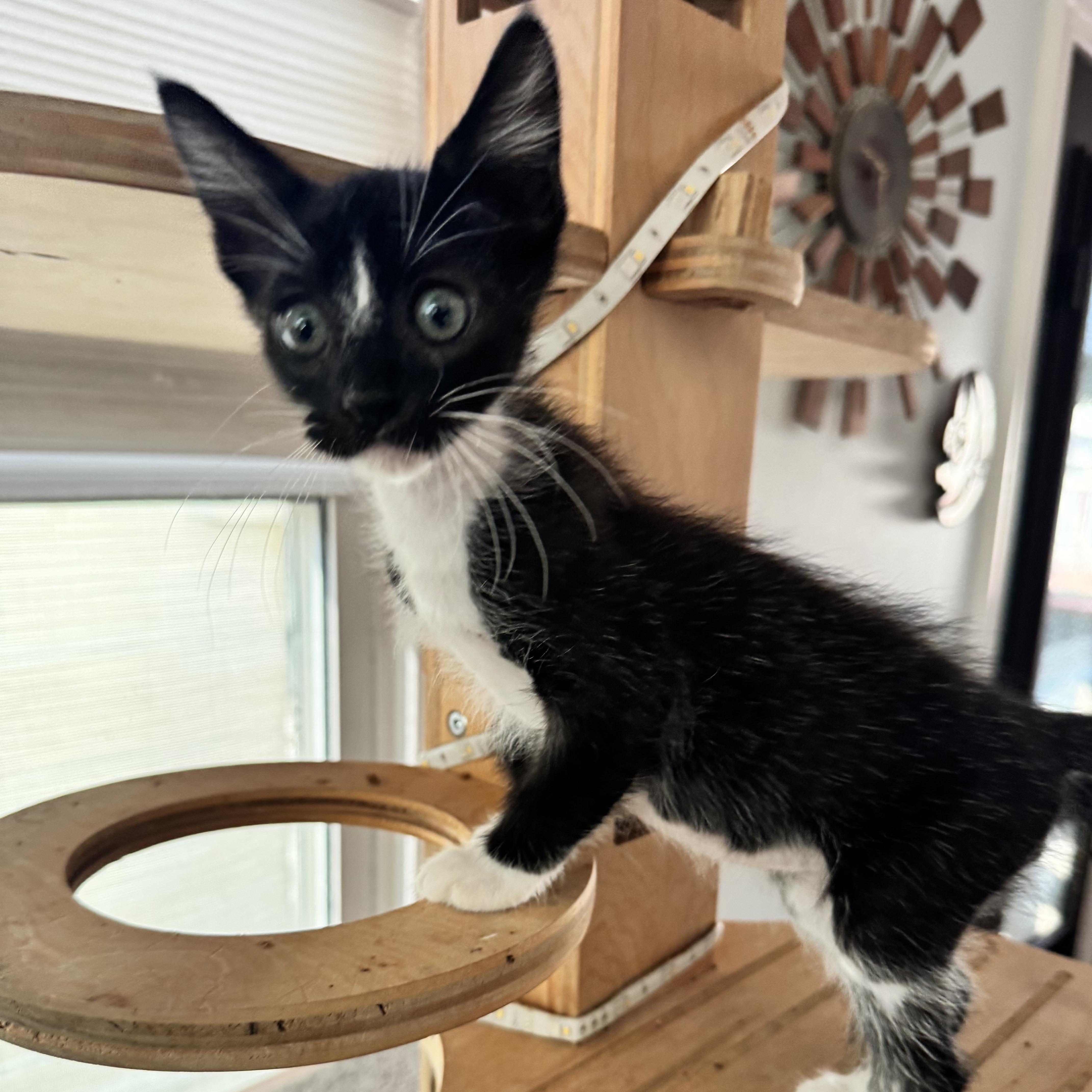 Sesame, ADOPTABLE, Kitten Male Domestic Short Hair.