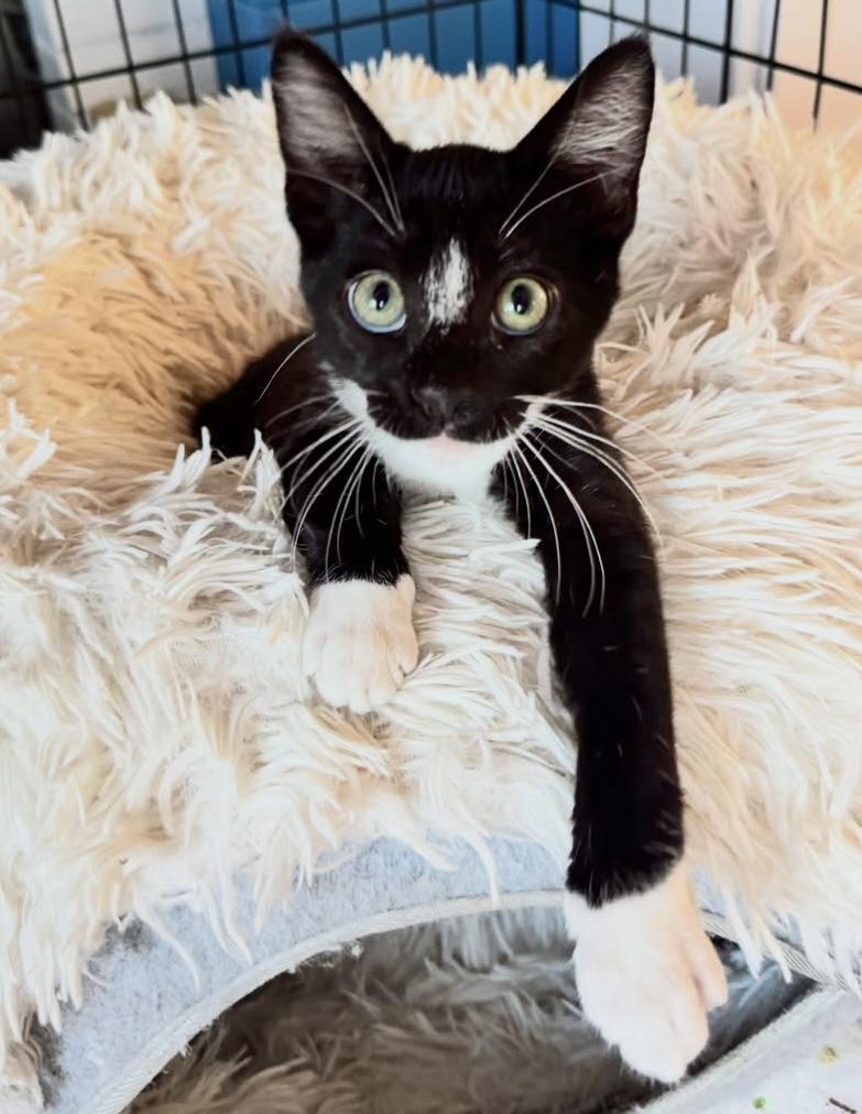 Enlarge Sesame, an adopted Domestic Short Hair in San Francisco, CA image 1/3