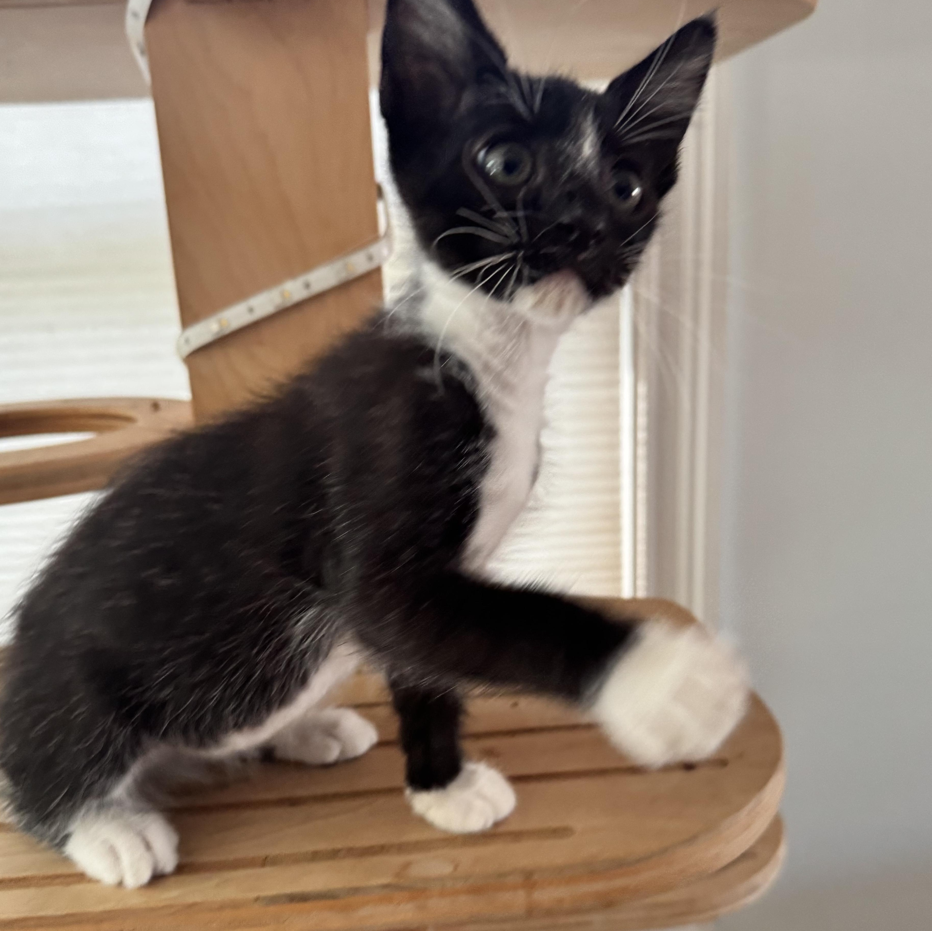 Sesame, a ADOPTABLE Domestic Short Hair in San Francisco, CA image 2/2