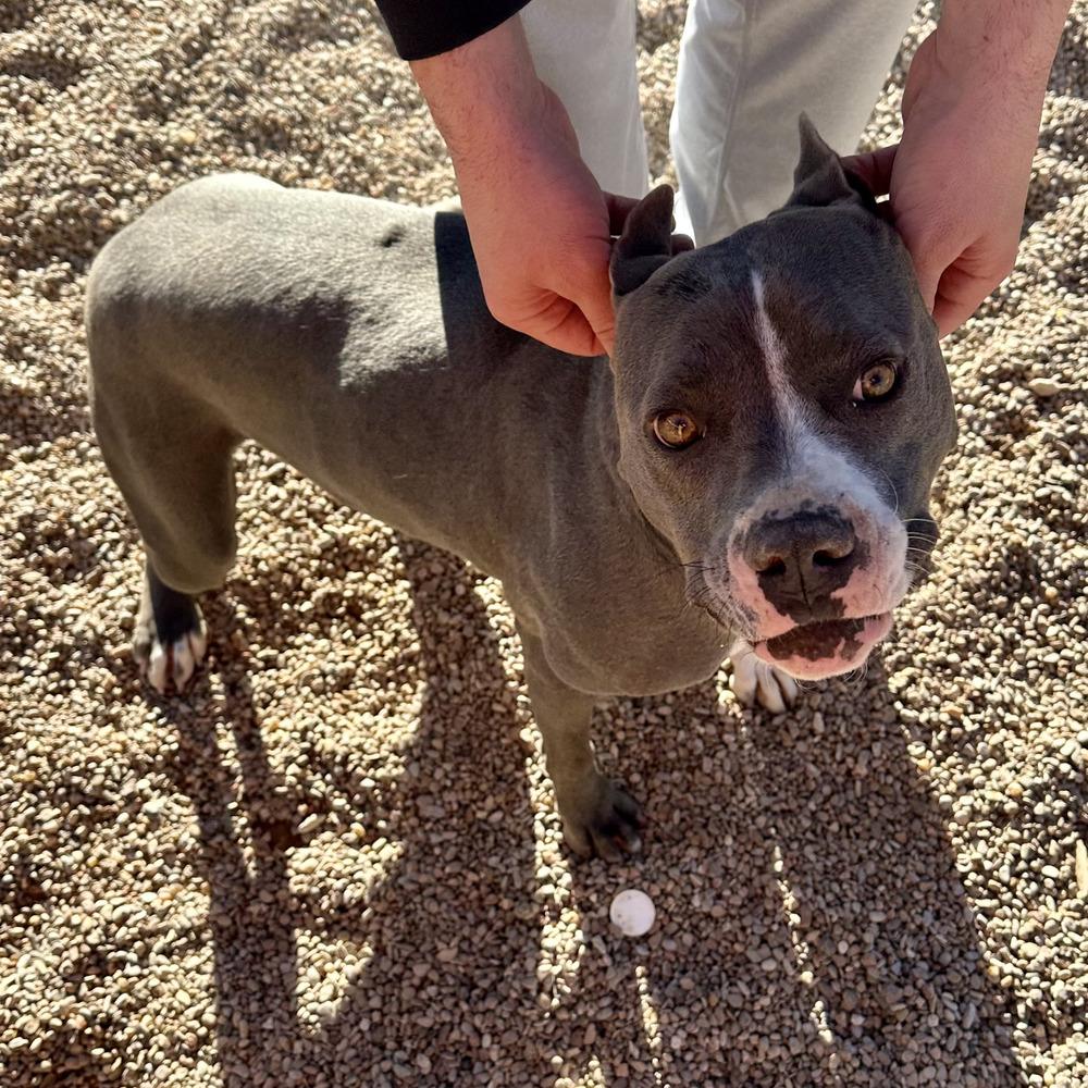 Kloie, Adoptable, Adult Female Pit Bull Terrier.