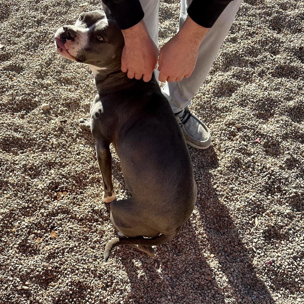 Enlarge Kloie, a Adoptable mixed breed in Clovis, NM image 3/3