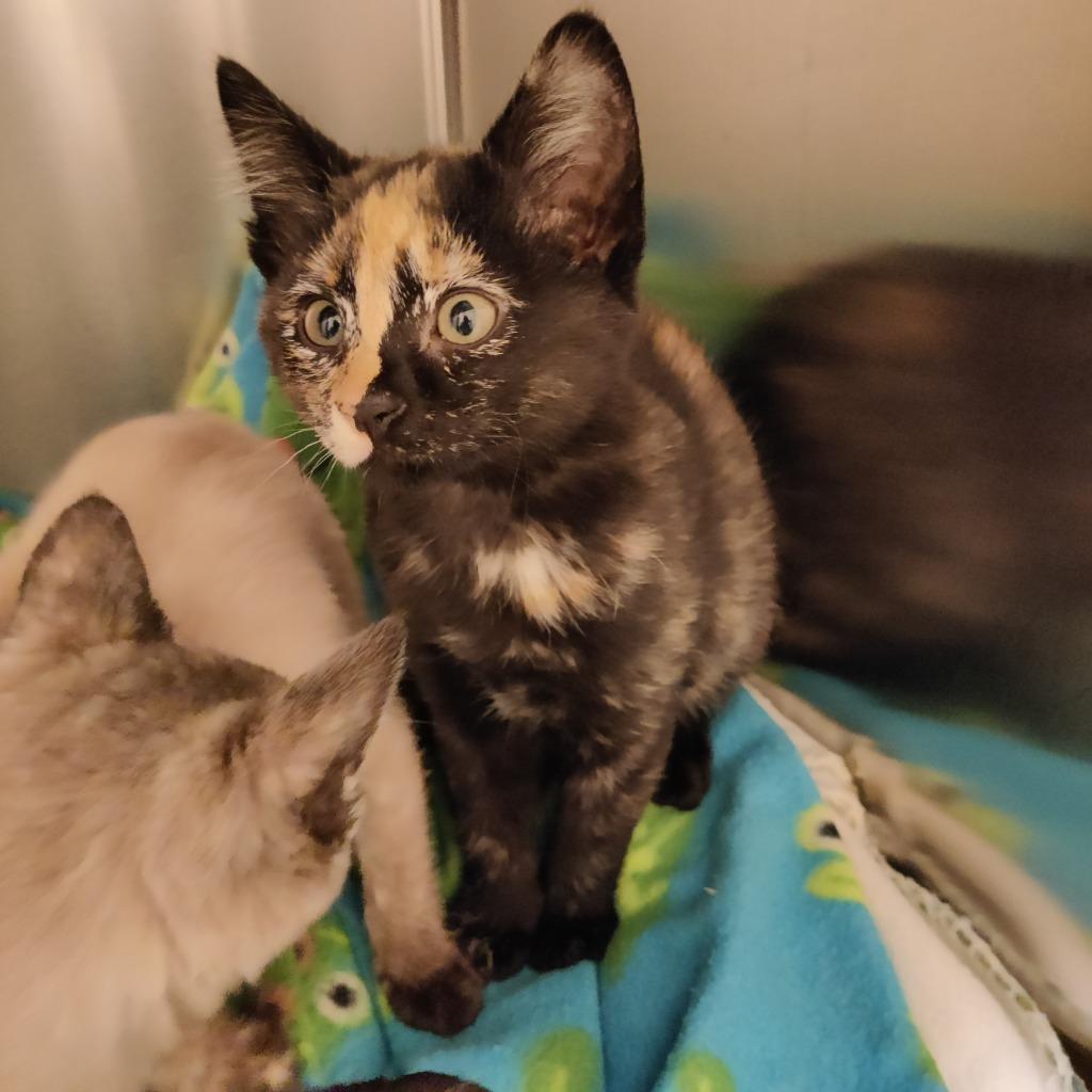 Blaze, Adopted, Kitten Female Domestic Short Hair.