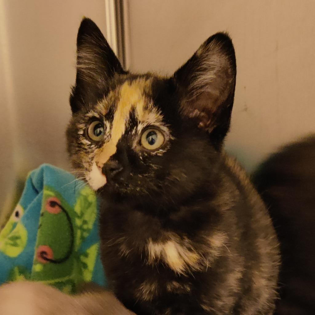 Enlarge Blaze, a Adopted mixed breed in Eastsound, WA image 1/2