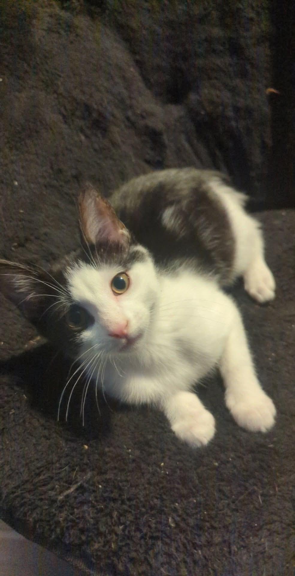 Rodeo "Rodeo Drive" — thumbnail 2