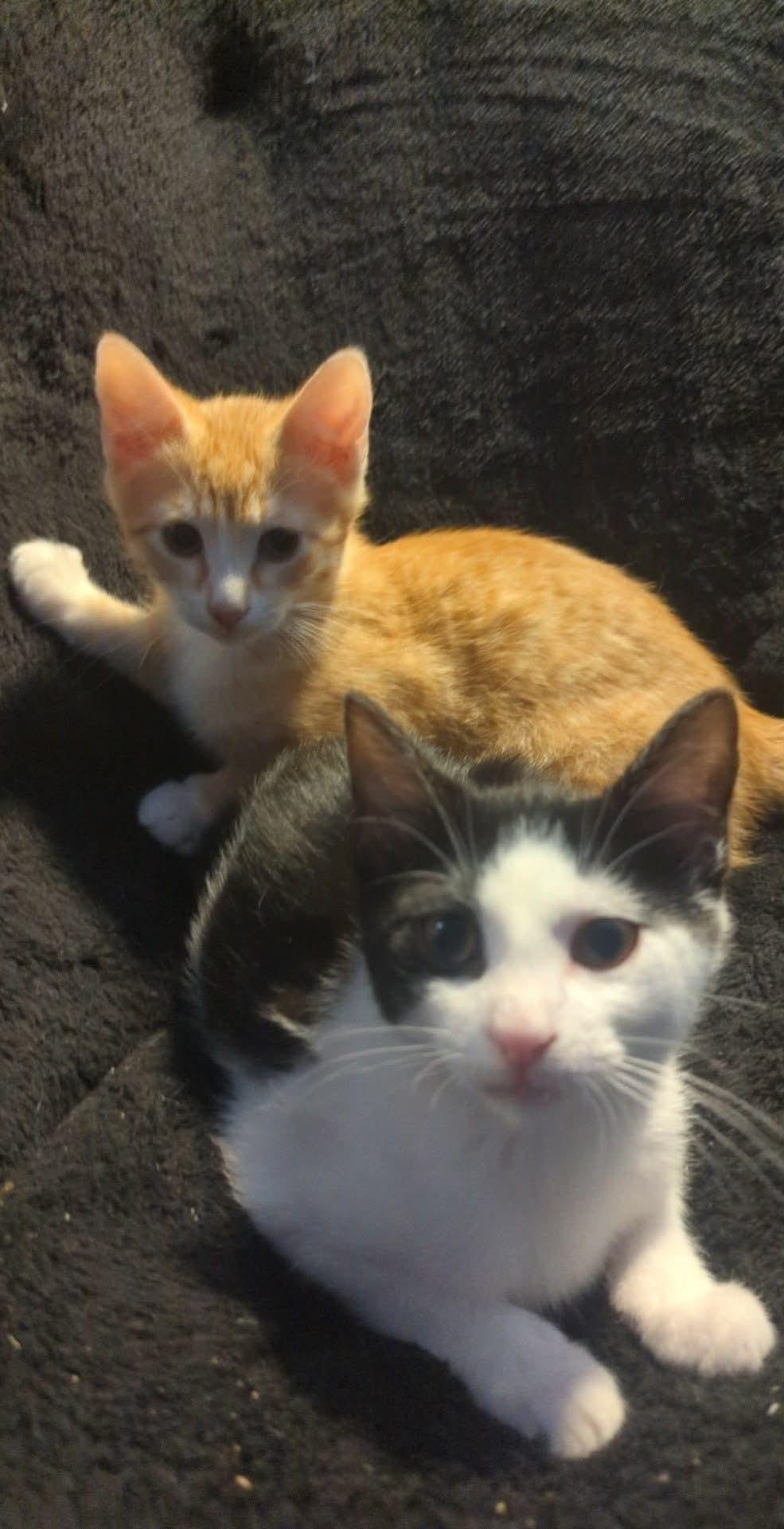 Rodeo "Rodeo Drive" — thumbnail 3