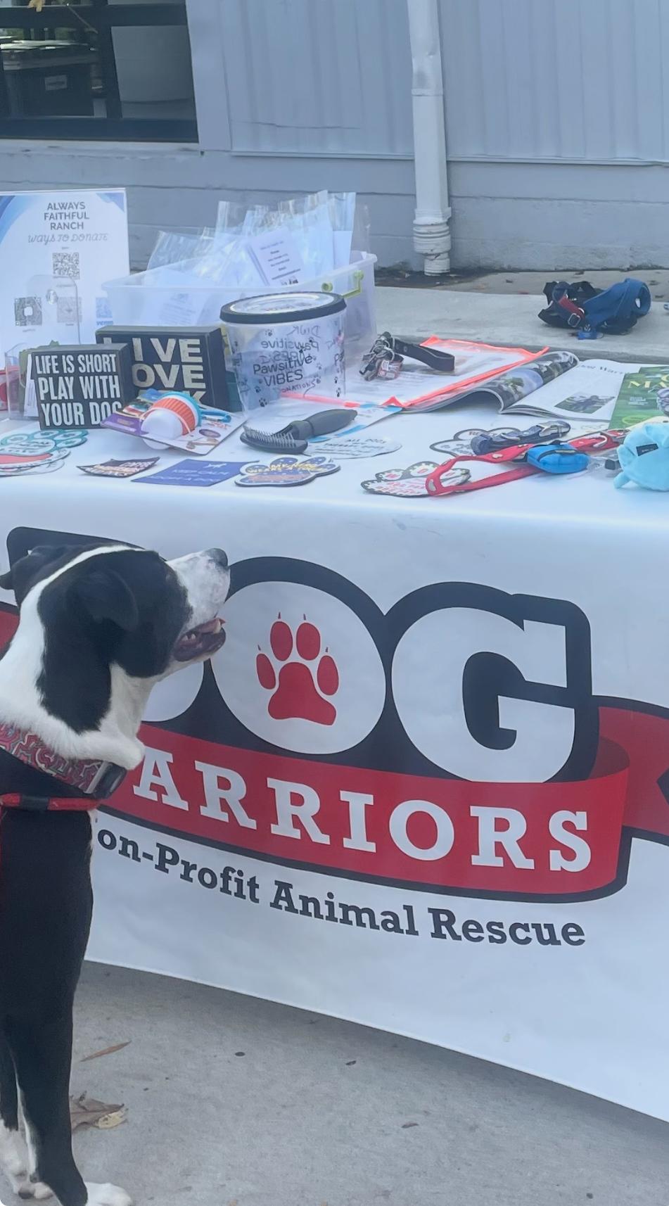 Enlarge Mirada, a ADOPTABLE mixed breed in Cary, NC image 5/6