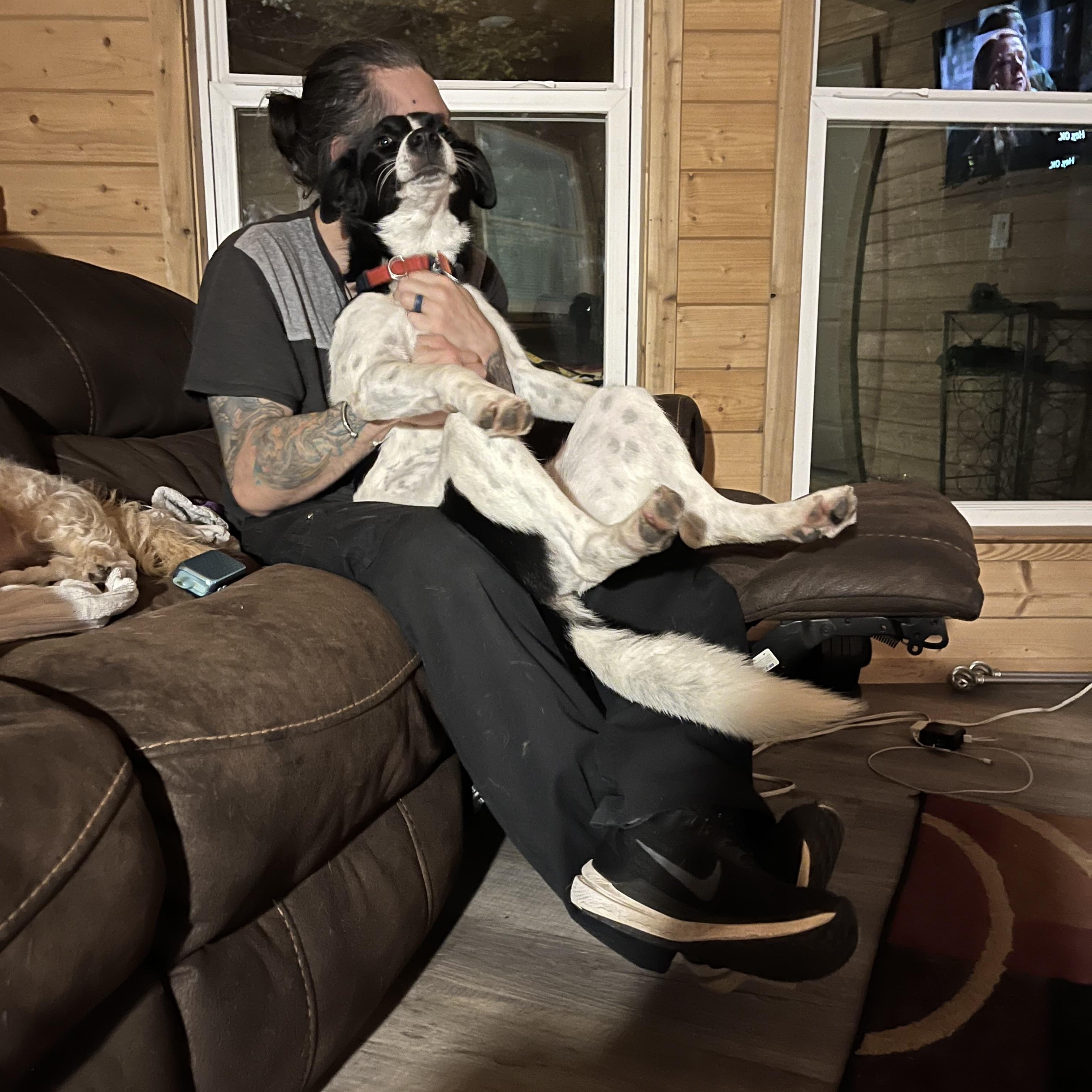 Enlarge Mirada, a ADOPTABLE mixed breed in Cary, NC image 1/6