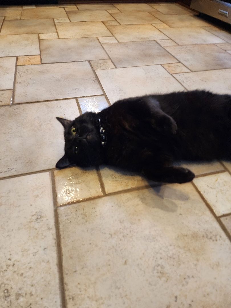 Milo, a Adoptable mixed breed in Garwood, NJ image 1/11