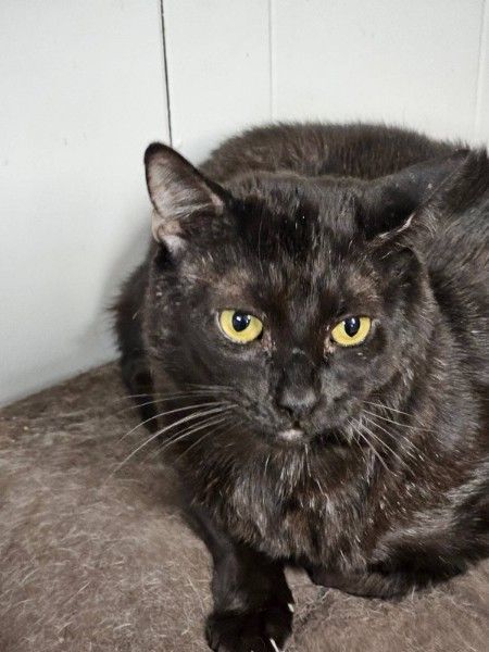 Milo, a Adoptable mixed breed in Garwood, NJ image 2/11