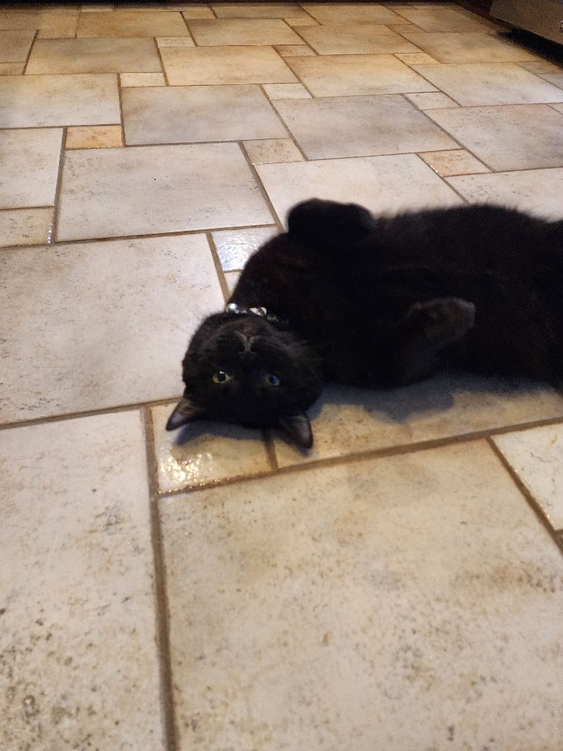 Milo, a Adoptable mixed breed in Garwood, NJ image 3/11