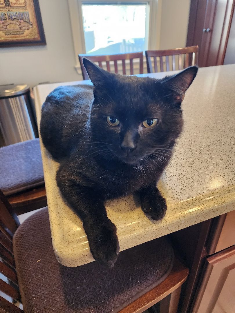 Milo, Adult Male Domestic Short Hair