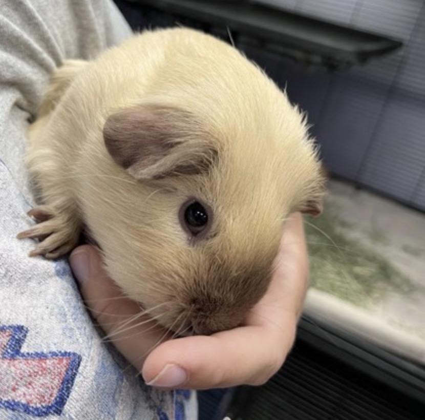 Teddy, adopted, Young Male Guinea Pig.