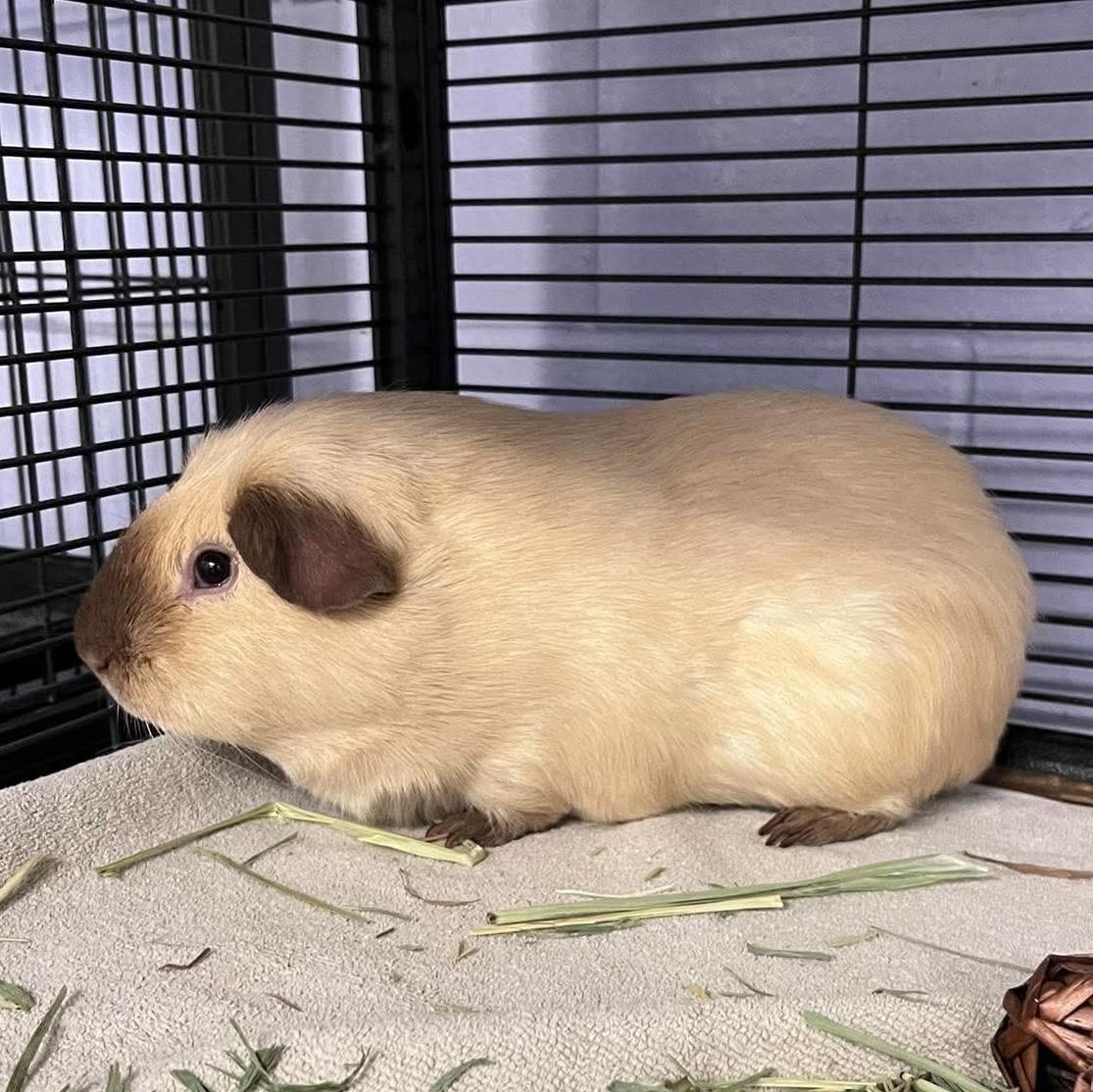 Teddy, an adopted Guinea Pig in Syracuse, NY image 2/2