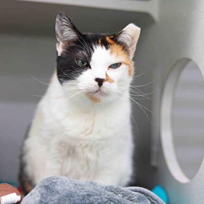 Phyllis, Adoptable, Senior Female Domestic Short Hair.