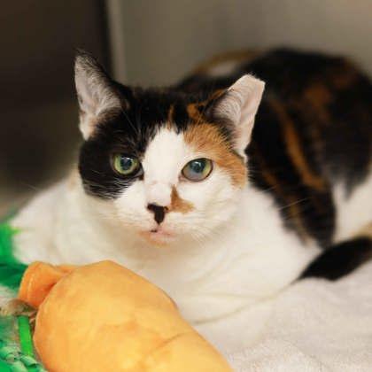 Enlarge Phyllis, a Adoptable mixed breed in Atlanta, GA image 2/3